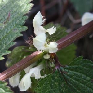 Photographie n°112782 du taxon Lamium album L.