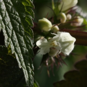 Photographie n°112784 du taxon Lamium album L.