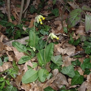 Photographie n°112789 du taxon Primula veris subsp. veris