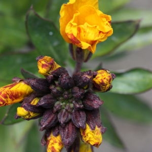 Photographie n°112858 du taxon Erysimum cheiri (L.) Crantz [1769]