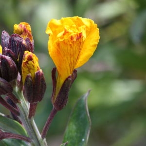 Photographie n°112862 du taxon Erysimum cheiri (L.) Crantz [1769]