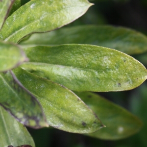 Photographie n°112867 du taxon Erysimum cheiri (L.) Crantz [1769]