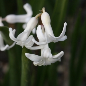 Photographie n°112873 du taxon Hyacinthus orientalis L. [1753]