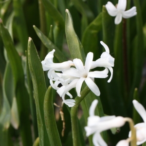 Photographie n°112877 du taxon Hyacinthus orientalis L. [1753]