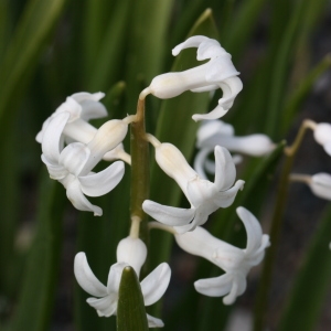 Photographie n°112878 du taxon Hyacinthus orientalis L. [1753]