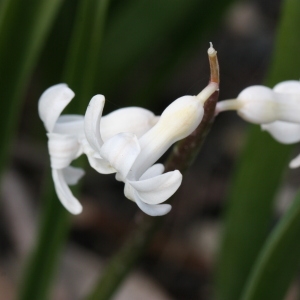 Photographie n°112880 du taxon Hyacinthus orientalis L. [1753]