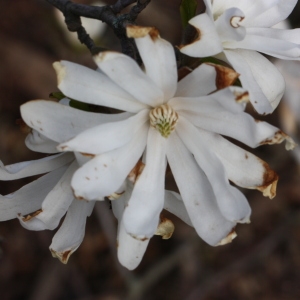 Photographie n°112882 du taxon Magnolia stellata (Siebold & Zucc.) Maxim. [1872]