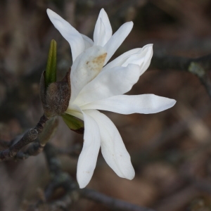 Photographie n°112883 du taxon Magnolia stellata (Siebold & Zucc.) Maxim. [1872]