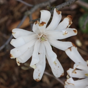 Photographie n°112884 du taxon Magnolia stellata (Siebold & Zucc.) Maxim. [1872]