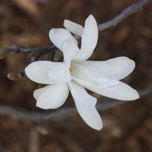 Photographie n°112885 du taxon Magnolia stellata (Siebold & Zucc.) Maxim. [1872]
