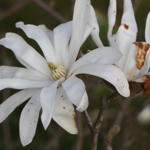 Photographie n°112887 du taxon Magnolia stellata (Siebold & Zucc.) Maxim. [1872]