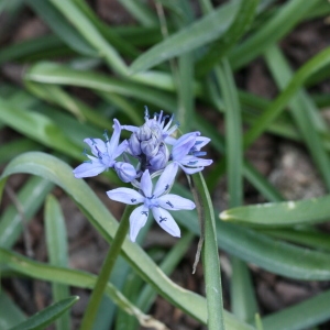 Photographie n°112897 du taxon Hyacinthoides italica (L.) Rothm. [1944]