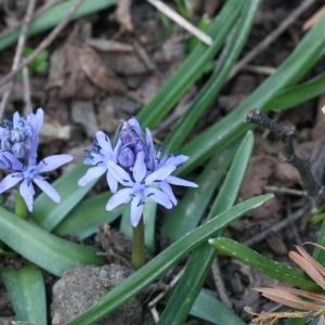 Photographie n°112899 du taxon Hyacinthoides italica (L.) Rothm. [1944]