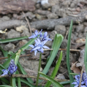  - Hyacinthoides italica (L.) Rothm. [1944]