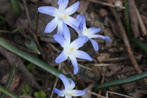 Hervé GOËAU, le  7 avril 2013 (Paris (Jardin des Plantes))