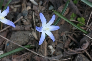 Hervé GOËAU, le  7 avril 2013 (Paris (Jardin des Plantes))