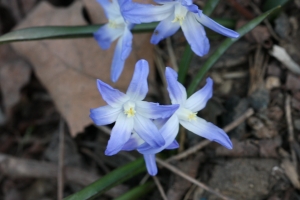 Hervé GOËAU, le  7 avril 2013 (Paris (Jardin des Plantes))