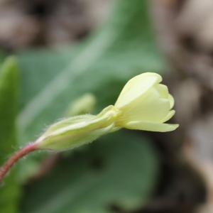  - Primula vulgaris Huds. [1762]