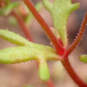 Photographie n°112919 du taxon Saxifraga tridactylites L. [1753]