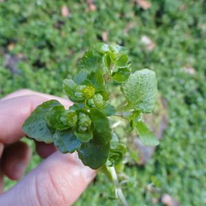 Photographie n°112924 du taxon Chrysosplenium oppositifolium L. [1753]