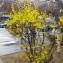  Liliane Roubaudi - Forsythia x intermedia Zabel [1885]