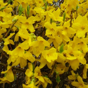 Photographie n°112935 du taxon Forsythia x intermedia Zabel [1885]