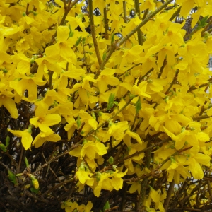 Photographie n°112937 du taxon Forsythia x intermedia Zabel [1885]