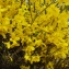  Liliane Roubaudi - Forsythia x intermedia Zabel [1885]