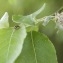  Claire Sutter - Salix caprea L. [1753]