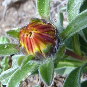 Photographie n°112942 du taxon Pallenis maritima (L.) Greuter [1997]