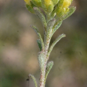 Photographie n°113049 du taxon Alyssum alyssoides (L.) L. [1759]