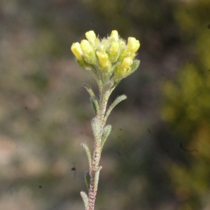 Photographie n°113050 du taxon Alyssum alyssoides (L.) L. [1759]