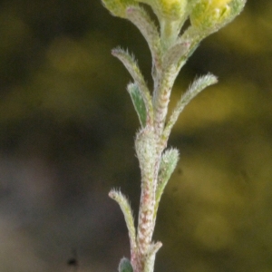 Photographie n°113051 du taxon Alyssum alyssoides (L.) L. [1759]