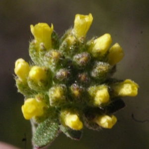 Photographie n°113052 du taxon Alyssum alyssoides (L.) L. [1759]