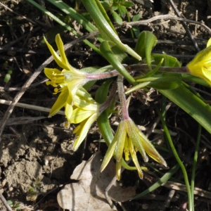 Photographie n°113066 du taxon Gagea villosa (M.Bieb.) Sweet [1826]