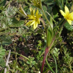 Photographie n°113070 du taxon Gagea villosa (M.Bieb.) Sweet [1826]