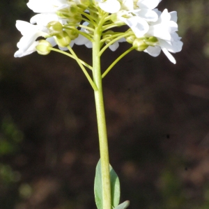 Photographie n°113075 du taxon Kandis perfoliata (L.) Kerguélen [1993]