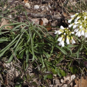 Photographie n°113082 du taxon Noccaea praecox subsp. praecox