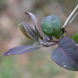 Photographie n°113085 du taxon Lonicera periclymenum L. [1753]