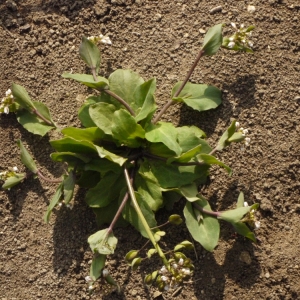 Photographie n°113106 du taxon Kandis perfoliata (L.) Kerguélen [1993]