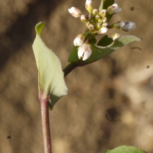 Photographie n°113109 du taxon Kandis perfoliata (L.) Kerguélen [1993]