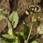  Liliane Roubaudi - Kandis perfoliata (L.) Kerguélen [1993]