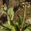  Liliane Roubaudi - Kandis perfoliata (L.) Kerguélen [1993]