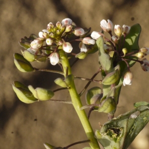 Photographie n°113112 du taxon Kandis perfoliata (L.) Kerguélen [1993]