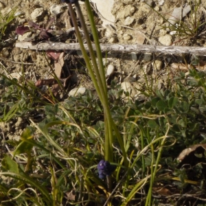 Photographie n°113115 du taxon Muscari neglectum Guss. ex Ten. [1842]