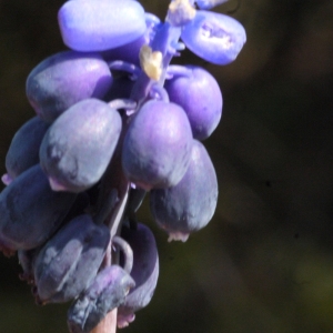 Photographie n°113119 du taxon Muscari neglectum Guss. ex Ten. [1842]