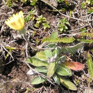 Pilosella lactucella subsp. nana (Scheele) M.Laínz (Épervière à feuilles de serpollet)