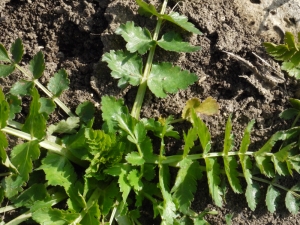 Liliane Roubaudi, le  8 avril 2013 (Montjoyer)