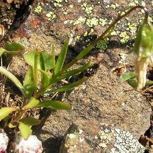 Campanula gracillima Podlech (Campanule d'Espagne)