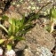  Alain Bigou - Campanula rotundifolia subsp. hispanica (Willk.) Rivas Goday & Borja ex O.Bolòs & Vigo [1996]